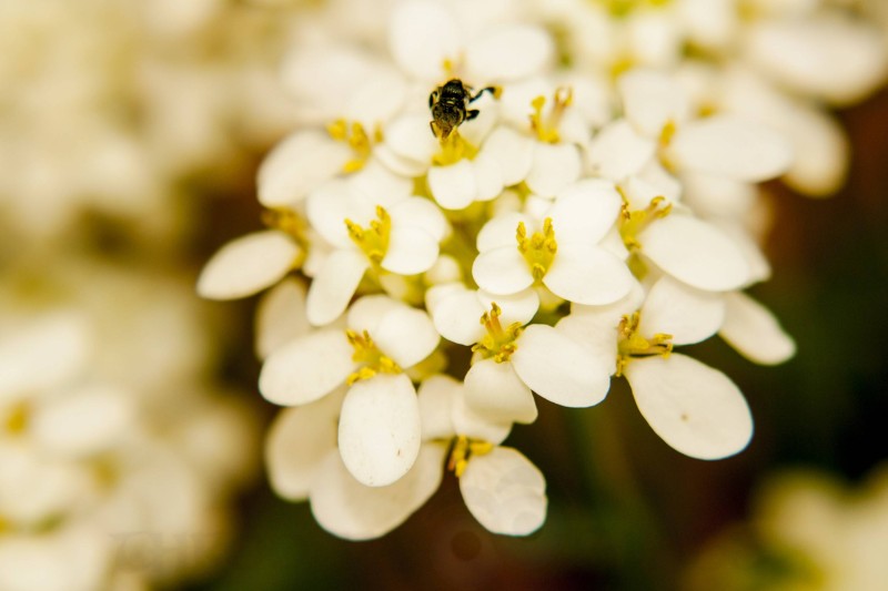 white petals,flowers,nourishment,golden,karnataka,praveenn,phenomenon,pm,throo da looking glass,bangalore blog