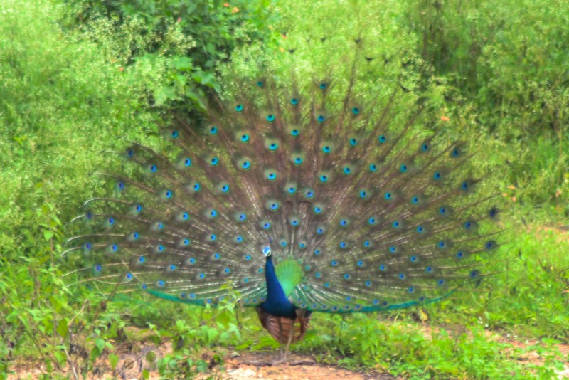 1,writetribe,festival of words,nature,peacock,praveen,throo da looking glass,through the looking glass,bangalore blog,peacock,bandipur