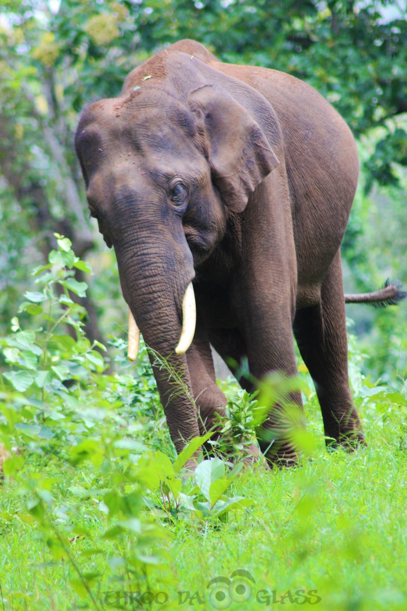 6,writetribe,festival of words,nature,lone,tusker,male,elephant,praveen,throo da looking glass,through the looking glass,bangalore blog,,bandipur