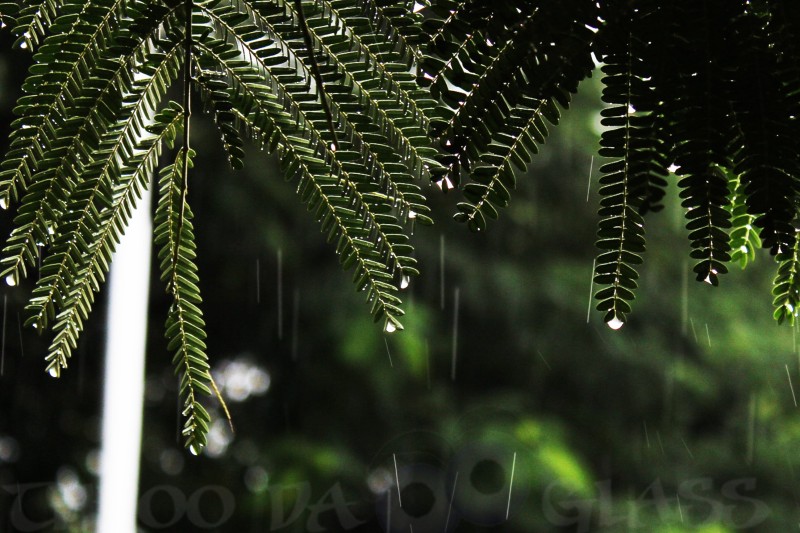 drops,rain,praveen,throo da looking glass,through the looking glass,bangalore blog